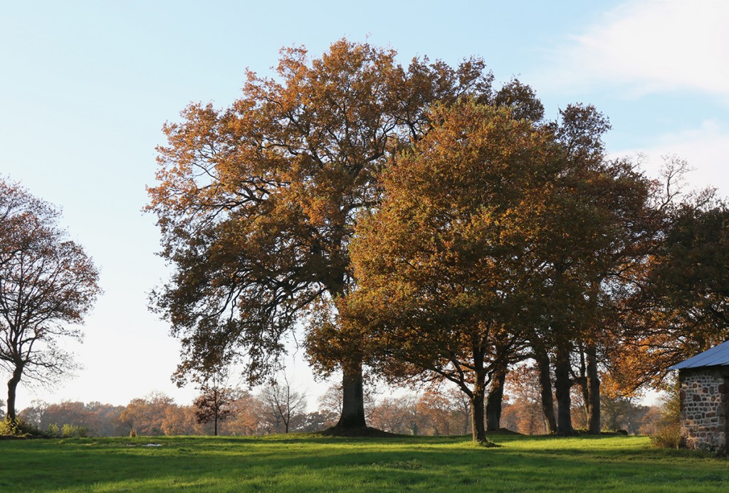 017_arbres