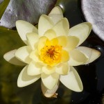 lotus htv