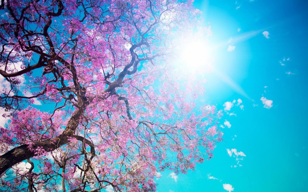Fond d'écran printemps