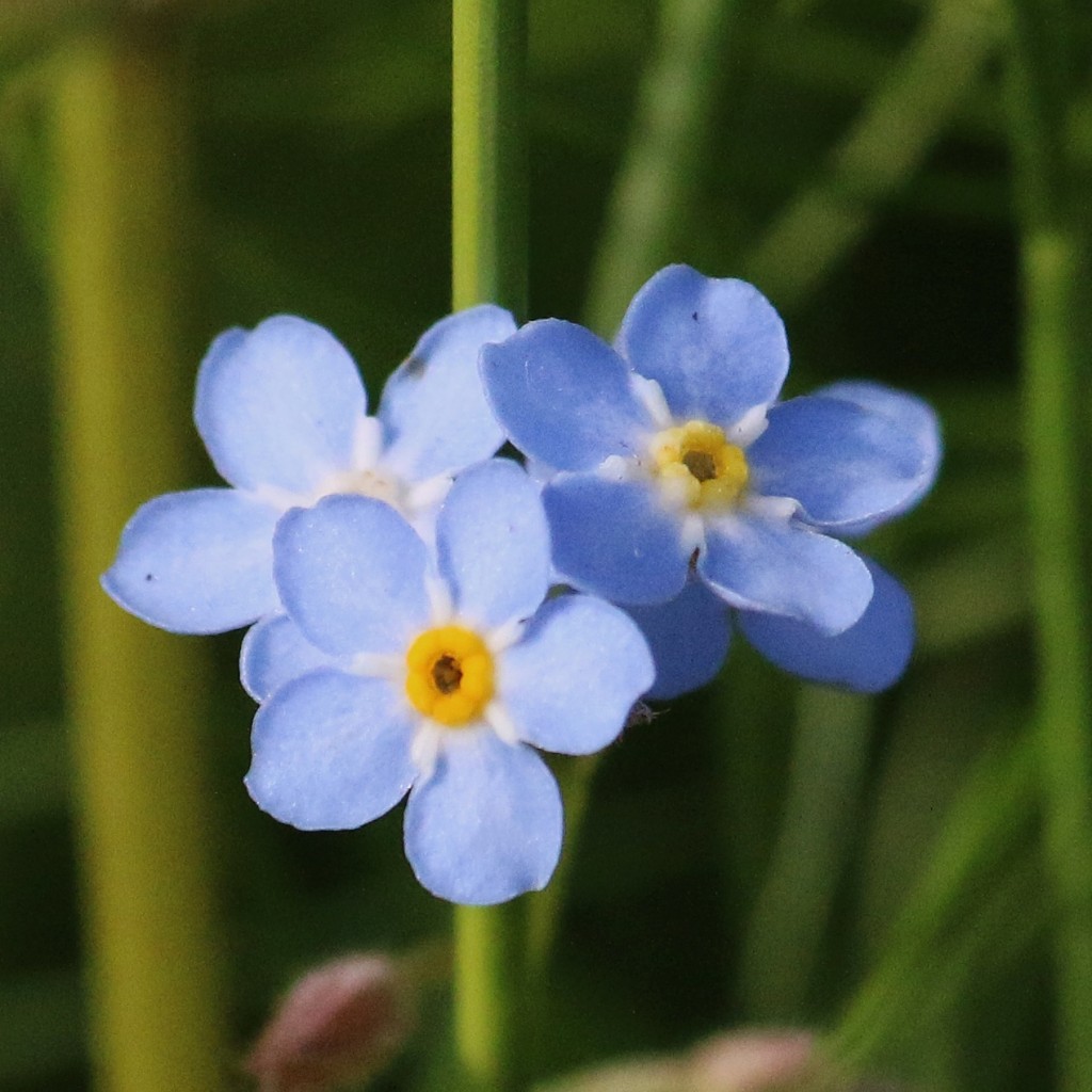 Noel_bleue