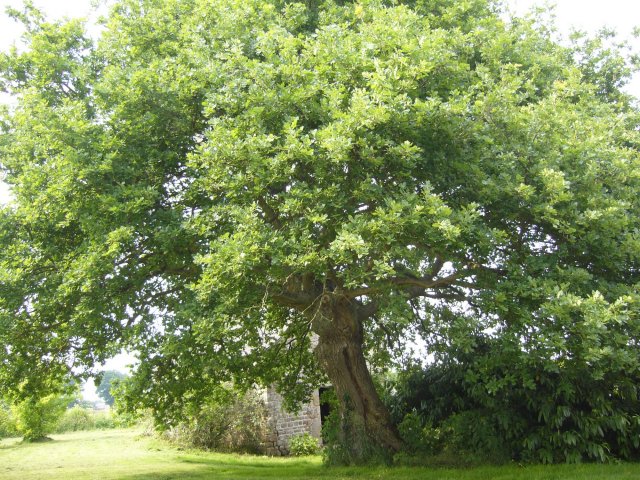 arbre.JPG