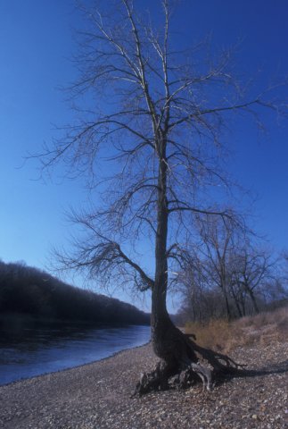 arbre3.jpg