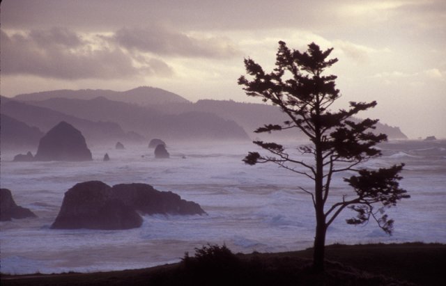 arbre_et_mer.jpg