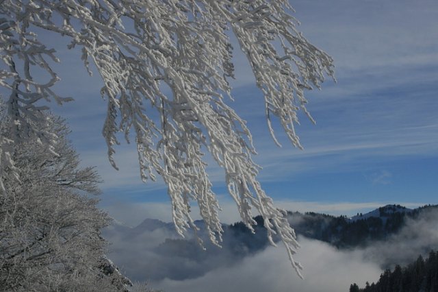 arbre_neige2.jpg