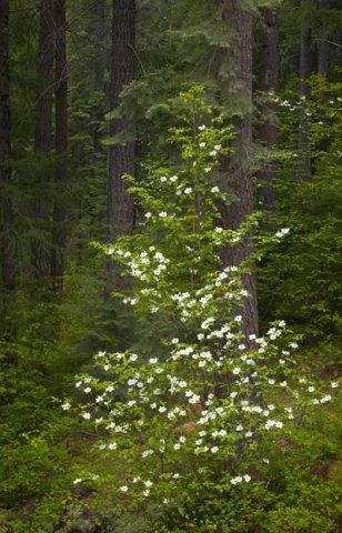 arbuste_fleurs_blanches.jpg