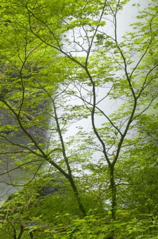 branches1.jpg