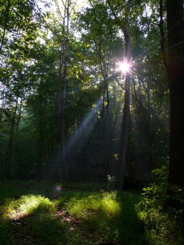 matin_sur_herbe.jpg