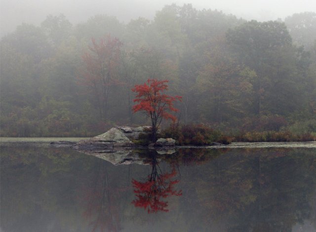 arbres_rouges.jpg