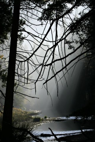 matin_arbre.jpg