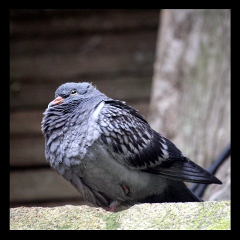 06_pigeon.jpg