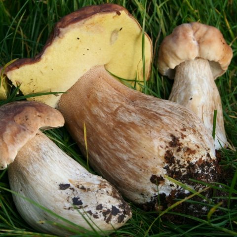 cepes1.jpg
