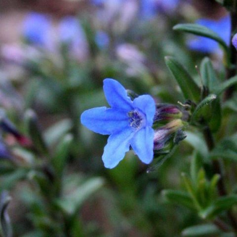 fleur_bleu_carr___600.jpg