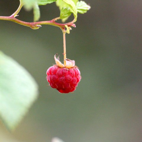 framboise.jpg