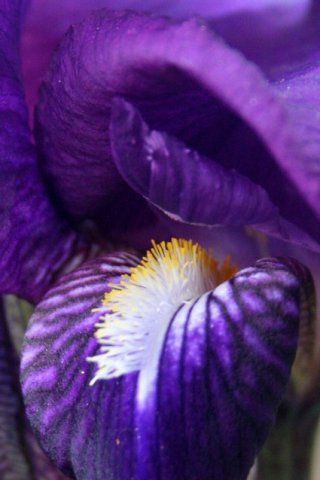 iris2.jpg