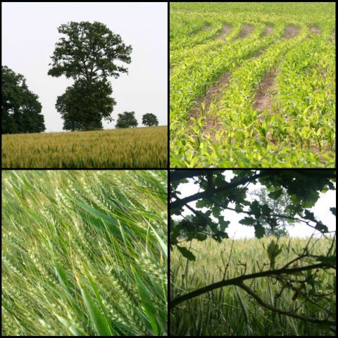 les4photos.jpg