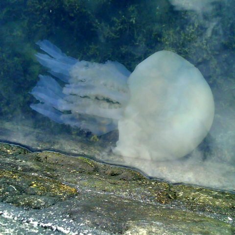 meduse1.jpg