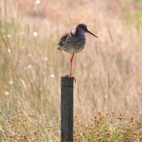 oiseau_une_patte_600.jpg