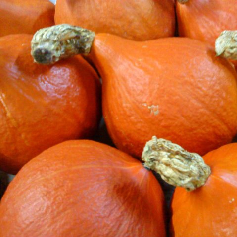 potimaron.jpg
