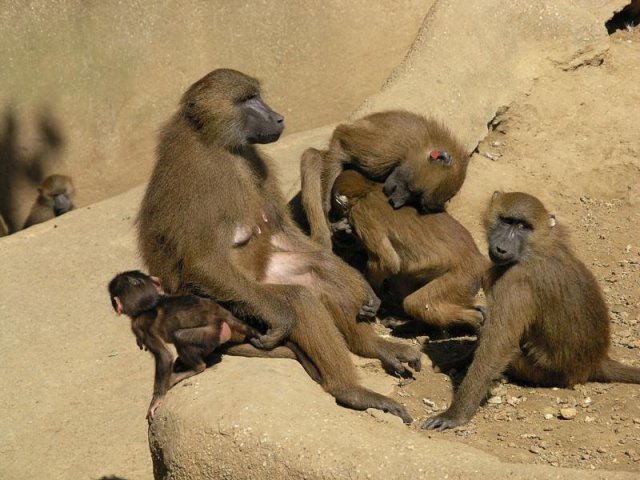 singes_Christian_Dumont.jpg