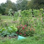 jardin bio images