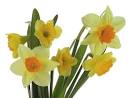 narcisse fleur