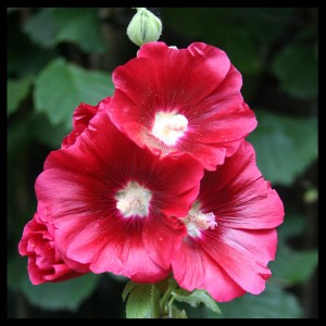 rose_tremiere_carre_noir