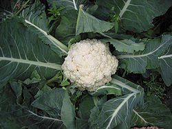 250px_Cauliflower.jpg
