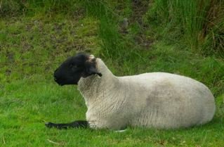 Mouton.jpg