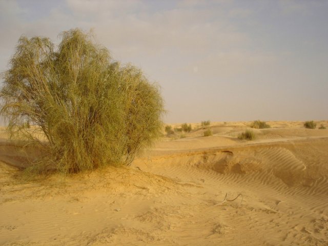 DSC03517.jpg