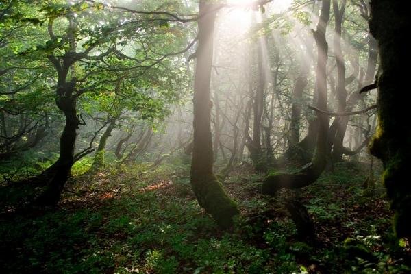 Foret_feerique_hetres6.JPG