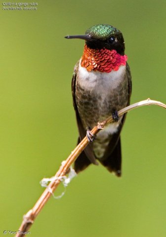 colibri.a.gorge.rubis.yvto.3g.jpg