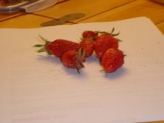 fraises.jpg