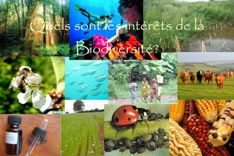 interets_biodiversite.JPG