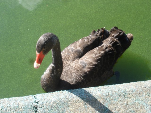 le_cygne.jpg