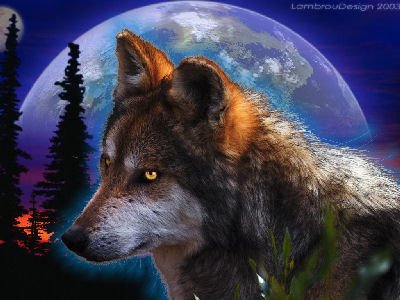 loup72.jpg
