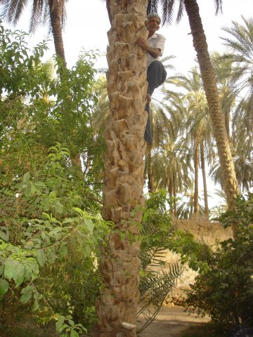 oasis_de_Tozeur.jpg