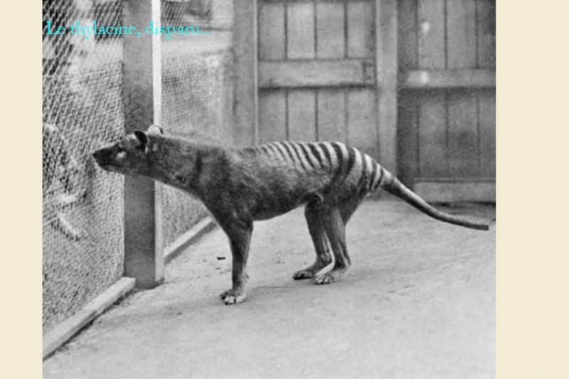 thylacine_disparu.jpg